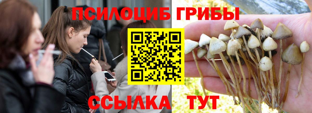 Галлюциногенные грибы Psilocybe Светлоград